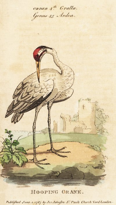 الرافعة الديكية ، Grus americana بواسطة جورج (بعد) إدواردز