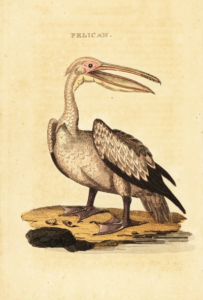 بجع أبيض كبير ، Pelecanus onocrotalus بواسطة جورج (بعد) شو