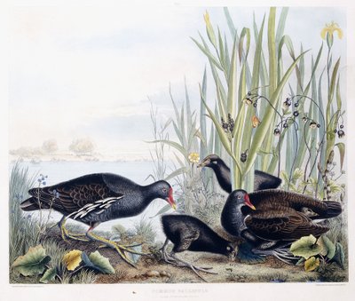 غالينول مشترك (مورين) (ذكور وإناث وصغار) ، حوالي عام 1841 (نقش ملون يدويًا) بواسطة جورج (بعد) شيلد