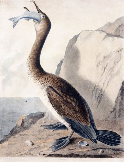 الغاق (من السنة الأولى) ، حوالي عام 1841 (نقش ملون يدويًا) بواسطة جورج (بعد) شيلد