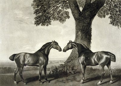 Two Hunters, engraved by G.T. Stubbs (bap.1748-c.1815) (litho) (see also 266802) بواسطة جورج (بعد) ستابس