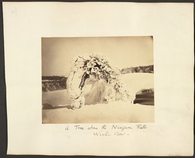 شجرة فوق شلالات نياجرا بواسطة جورج باركر