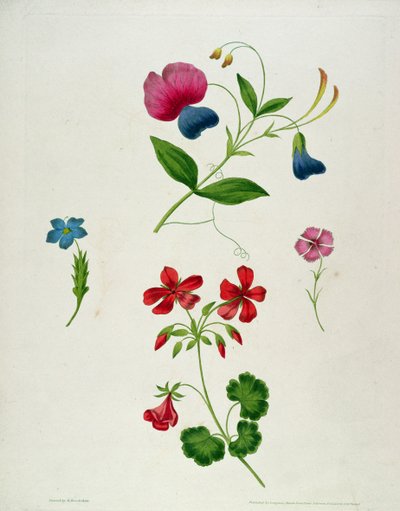 رسم توضيحي من "أطروحة جديدة حول الرسم بالزهور ، أو ، كل سيدة لها رسم خاص بها ماستر" ، 1816 (نقش مطبوع بالألوان مع تلوين اليد) بواسطة جورج بروكشو