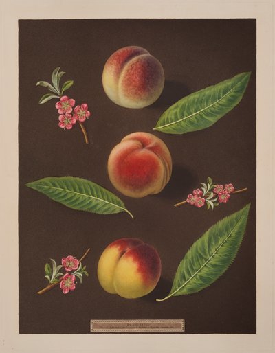 Chancellor, Catherine and the Old Newington peaches (colour litho) بواسطة جورج بروكشو