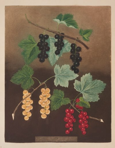 Currant: Black currant and large Dutch red and white currants (pl.5) from 