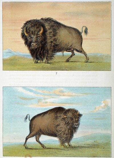 بيسون ، ذكر وأنثى ، الولايات المتحدة. رسم جورج كاتلين (1794-1872) بواسطة جورج كاتلين