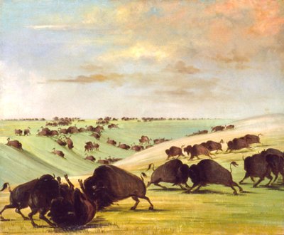 الجاموس بولز القتال في موسم الجري ، أعالي ميسوري ، 1837-1839. بواسطة جورج كاتلين