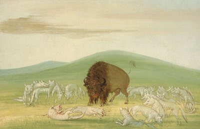 الثور الجريح محاط بالذئاب البيضاء ، 1832-1833. بواسطة جورج كاتلين