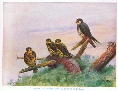 هواية وشباب، رسم توضيحي من كتاب "الطيور البريطانية" لكيركمان وجوردان بواسطة George Edward Lodge