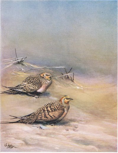 طائر طائر طائر طائر الرمل بالاس (ليثو) بواسطة George Edward Lodge