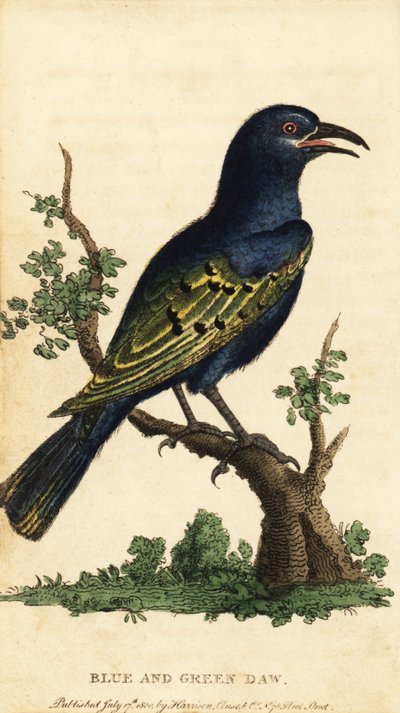 الزرزور الأفريقي اللامع ، أنواع Lamprotornis. ، 1800 (نقش) بواسطة جورج إدواردز