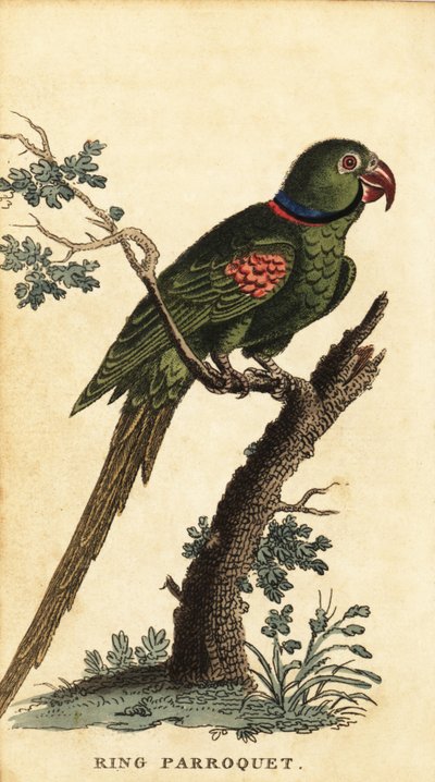ببغاء الكسندرين ، Psittacula eupatria. ، 1800 (نقش) بواسطة جورج إدواردز