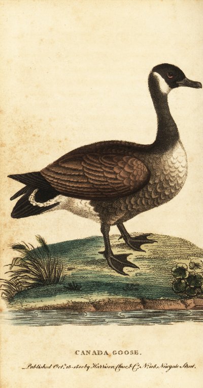 أوزة كندا ، Branta canadensis. ، 1800 (نقش) بواسطة جورج إدواردز