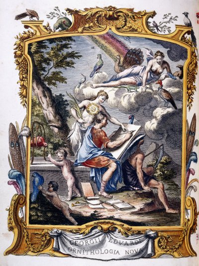 صورة من "التاريخ الطبيعي للطيور غير المألوفة ، وبعض الحيوانات النادرة وغير الموصوفة ، .." ، 1739-1751 بواسطة جورج إدواردز