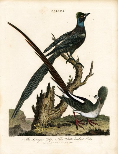 الزرزور اللامع (كوليوس) بواسطة جورج إدواردز