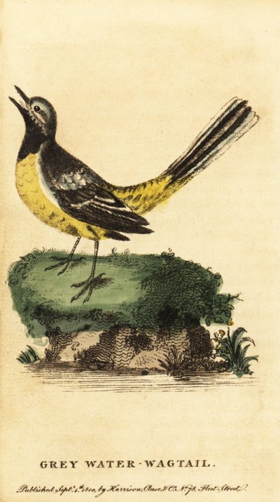 الذعرة الرمادية ، Motacilla cinerea. ، 1800 (نقش) بواسطة جورج إدواردز