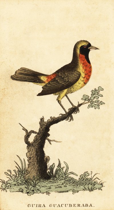 جيرا تاناجر ، Hemitraupis gira. ، 1800 (نقش) بواسطة جورج إدواردز