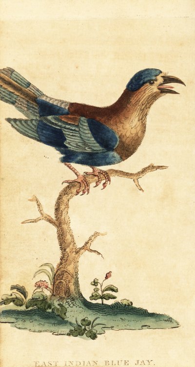 الأسطوانة الهندية، Coracias benghalensis. 1800 (نقش) بواسطة جورج إدواردز