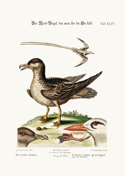 من المفترض أن يكون Arctick Bird الدجاجة. The Tropick Bird ، 1749-73 بواسطة جورج إدواردز