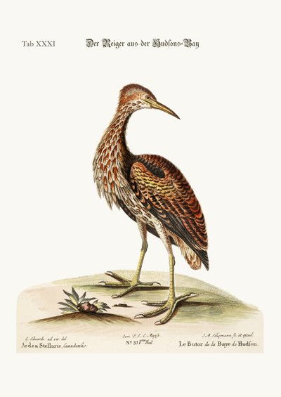 The Bittern من خليج هدسون ، 1749-1773 بواسطة جورج إدواردز