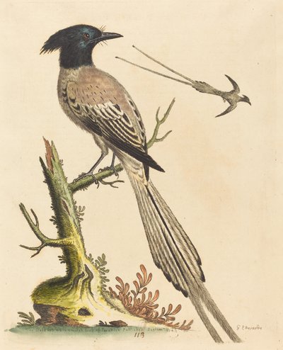 طائر الجنة المتوج بالأبيض والأسود ، نُشر عام 1743. بواسطة جورج إدواردز