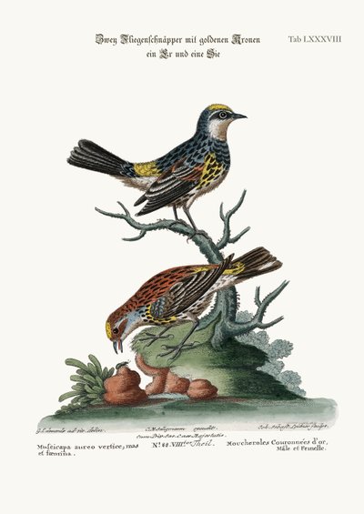 صائد الذباب المتوج الذهبي ، الديك والدجاجة ، 1749-1773 بواسطة جورج إدواردز