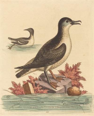 Guillemot و Puffin of the Isle of Man بواسطة جورج إدواردز