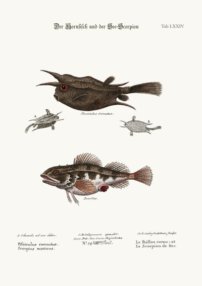 The Horned Fish ، and Sea Scorpion ، 1749-1773 بواسطة جورج إدواردز