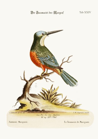 جاكاسيري ماركغريف ، 1749-1773 بواسطة جورج إدواردز