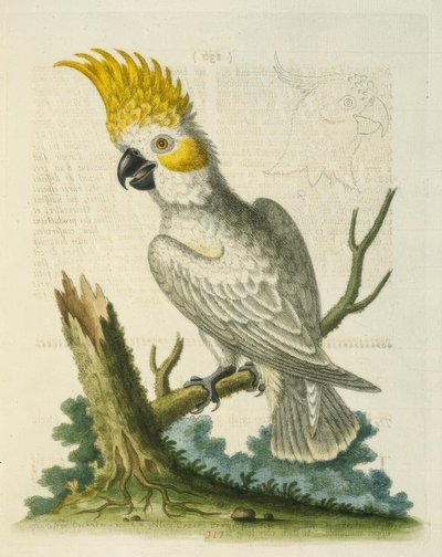 الببغاء الأبيض الصغير مع شعار أصفر. - Le Petit Cacatua Blanc a Crete Jaune بواسطة جورج إدواردز
