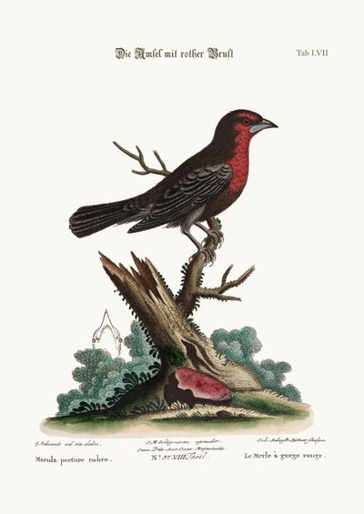 الطيور السوداء ذات الصدر الأحمر ، 1749-1773 بواسطة جورج إدواردز