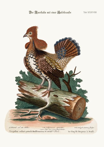 The Ruffed Heath-Cock or Grous ، 1749-73 بواسطة جورج إدواردز