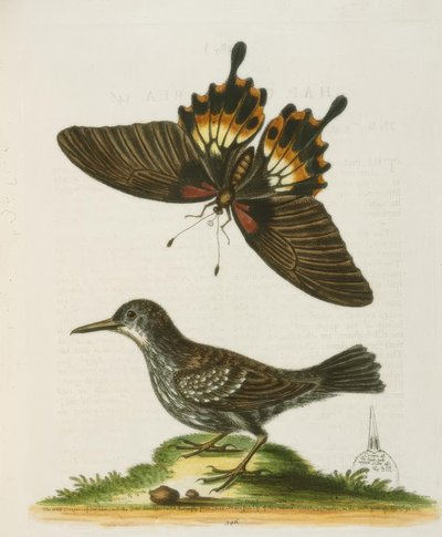 The Wallcreeper of Suriname. - متسلق سور سورينام بواسطة جورج إدواردز