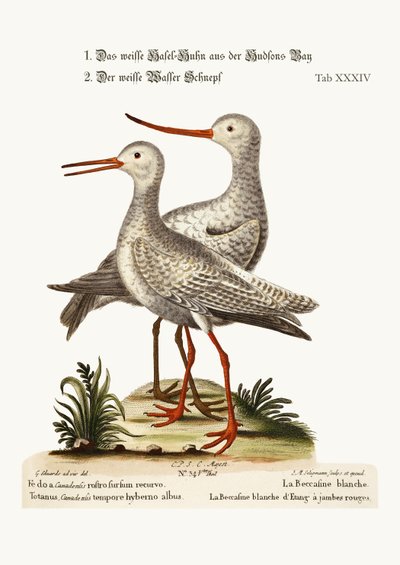 The White Godwit من خليج هدسون. The White Red-Shank or Pool-Snipe ، 1749-73 بواسطة جورج إدواردز
