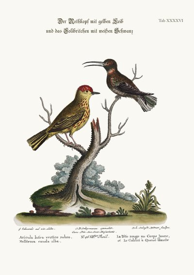 القطب الأحمر الأصفر ، والطائر الطنان الأبيض الذيل ، 1749-1773 بواسطة جورج إدواردز