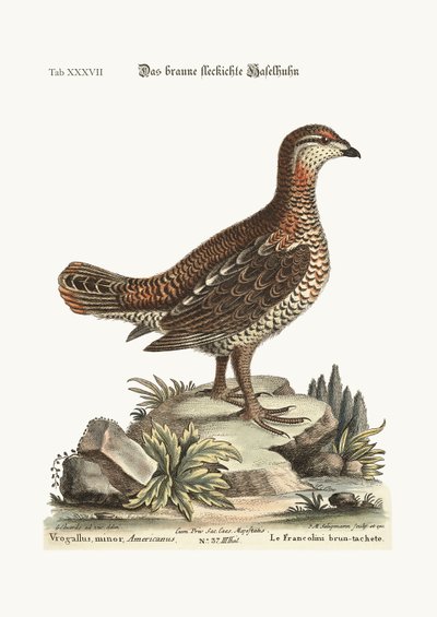 هيثكوك البني والمرقط ، 1749-1773 بواسطة جورج إدواردز