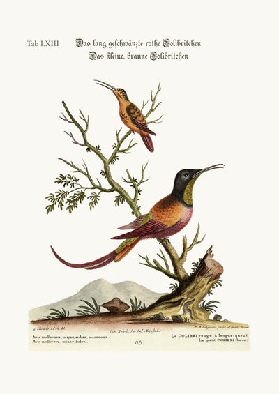 طائر الطنان الأحمر طويل الذيل. الطائر الطنان البني الصغير ، 1749-1773 بواسطة جورج إدواردز