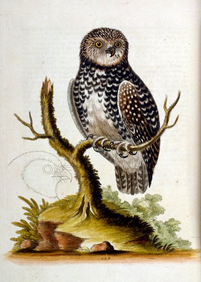 رسم توضيحي بالألوان المائية من كتاب الطيور النادرة لجورج إدواردز 1750. كان جورج إدواردز (1694-1773) عالم طبيعة وعالم طيور بريطاني. سافر على نطاق واسع عبر أوروبا لدراسة التاريخ الطبيعي والطيور على وجه الخصوص. اكتسب بعض التقدير بواسطة George Edwards