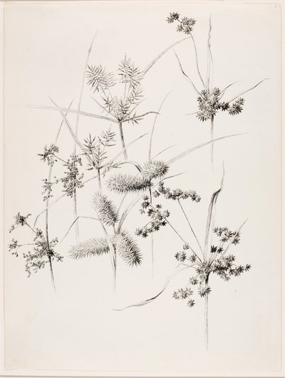 بدون عنوان (أعشاب سيج (Sedge Grasses) بواسطة جورج إلبرت بور