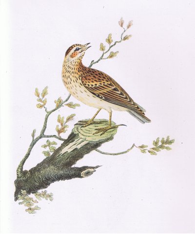 Woodlark ، نيتشر في بريطانيا ، نشرته كولينز بواسطة جورج جريفز