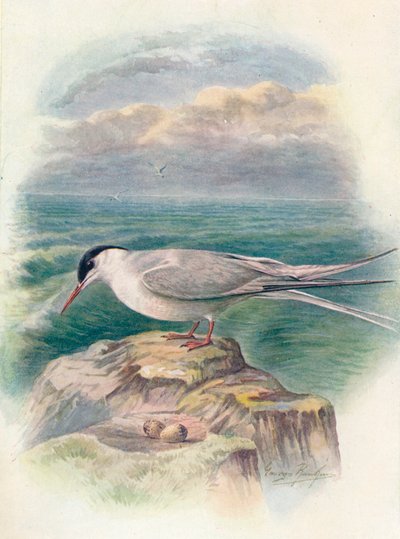 القطب الشمالي Tern - Sterna macrura ، c1910 ، 1910 بواسطة جورج جيمس رانكين