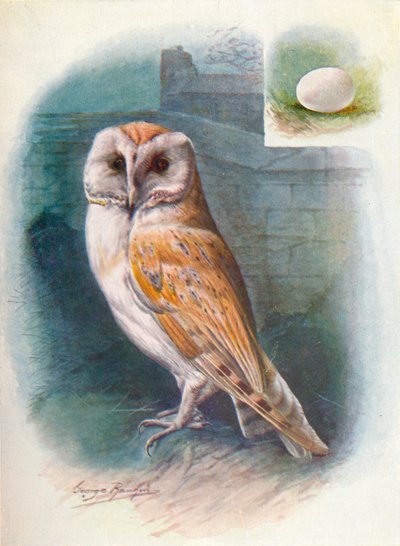 Barn-Owl - Strix flammea، c1910، 1910 بواسطة جورج جيمس رانكين