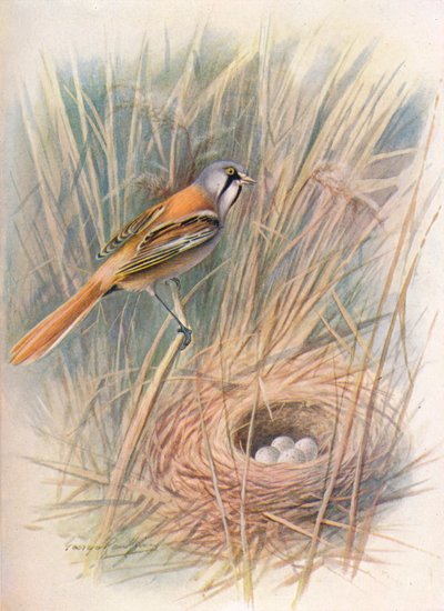 اللحية-الحلمة أو ريدلنج - Panurus biarmicus ، c1910 ، 1910 بواسطة جورج جيمس رانكين