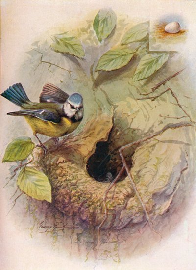 Blue Tit - Parus major، c1910، 1910 بواسطة جورج جيمس رانكين