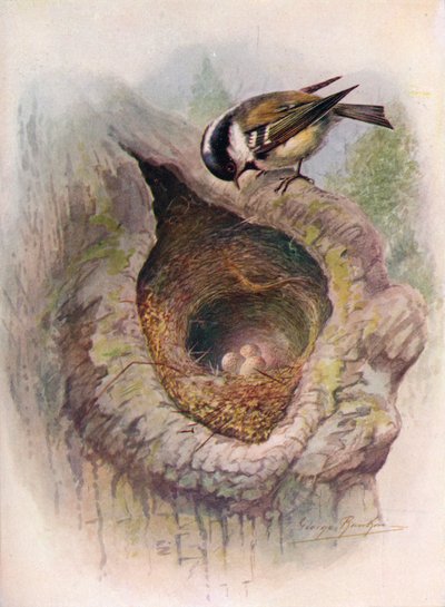 الفحم الحلمه - Parus ater ، c1910 ، 1910 بواسطة جورج جيمس رانكين