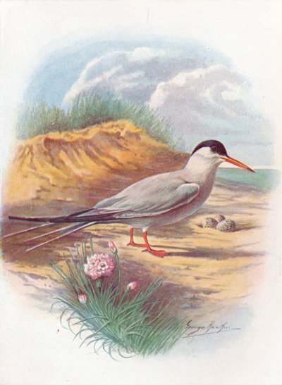 الخرشنة الشائعة - Sterna fluviatilis ، c1910 ، 1910 بواسطة جورج جيمس رانكين