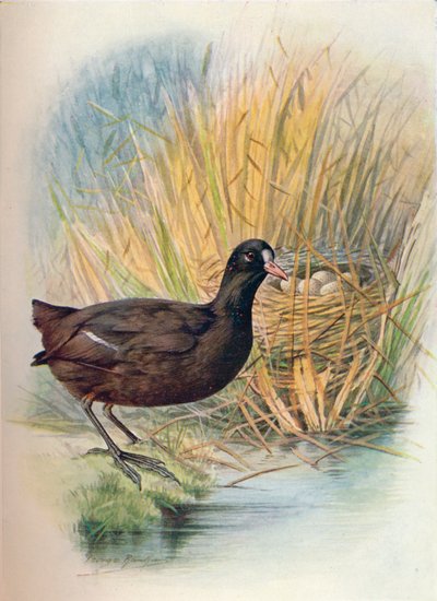 كوت - فوليكا أترا ، c1910 ، 1910 بواسطة جورج جيمس رانكين