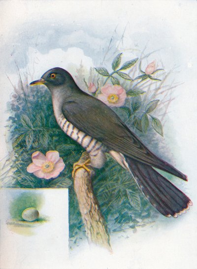 الوقواق - Cuculus canorus ، c1910 ، 1910 بواسطة جورج جيمس رانكين