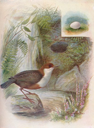 Dipper or Water-Ousel - Cinclus aquaticus ، c1910 ، 1910 بواسطة جورج جيمس رانكين