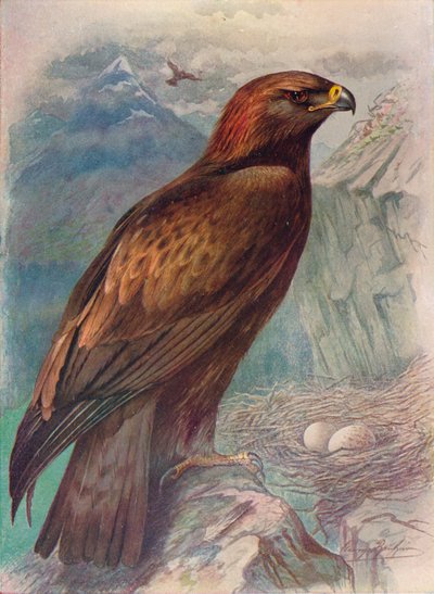 النسر الذهبي - Aquila chrysaetus ، c1910 ، 1910 بواسطة جورج جيمس رانكين